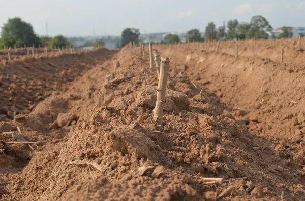 ekimi manyok Başlat