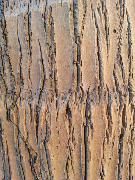 Bark Tree texture — Stock Photo, Image