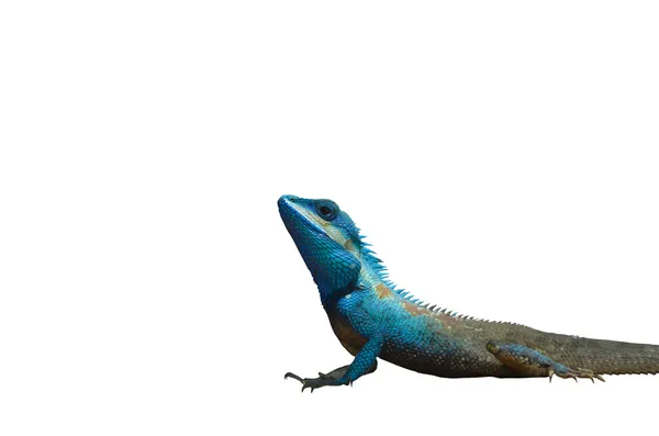 Iguana azul Imagens De Bancos De Imagens