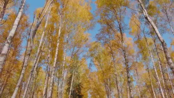 Voo de drone na floresta no outono dourado, a câmera é direcionada para cima, céu azul, Treetops do chão ao pôr do sol, o drone voa de volta entre as árvores, coroas de árvore dourada — Vídeo de Stock