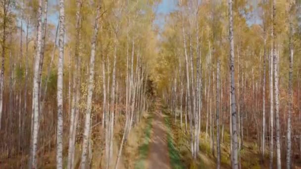 Automne doré, cime des arbres vue d'un oiseau au coucher du soleil, le drone s'élève au-dessus des arbres, couronnes d'arbres dorés, un chemin dans la forêt — Video