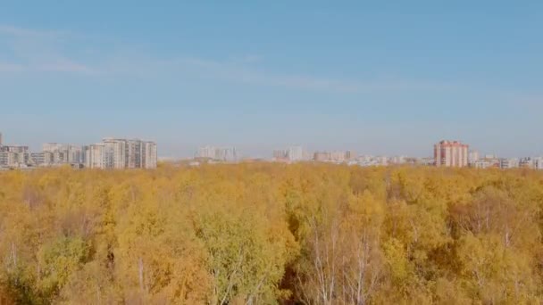 Zlatý podzim, vrcholky stromů z pohledu z ptačí perspektivy při západu slunce, dron se tyčí nad stromy, zlaté koruny stromů, obytné budovy na obzoru — Stock video