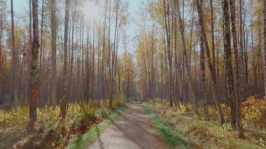 Rusya, St. Petersburg, 10 Ekim 2021: İnsansız hava aracı hızla yolun üzerindeki pilota uçuyor, altın sonbahar, günbatımında ağaçların üzerinde sarı yapraklar, ağaçların arasında insansız hava aracı uçuyor.