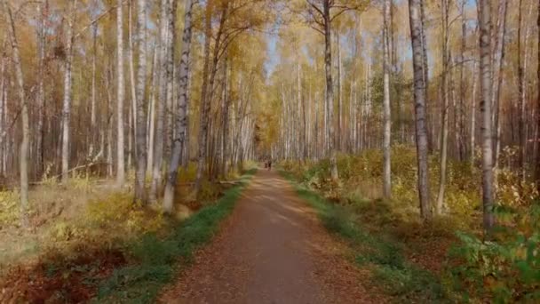 Rusko, Petrohrad, 10. října 2021: Dron letí rychle k pilotovi v parku nad stezkou, zlatý podzim, žluté listí na stromech při západu slunce, dron letí mezi stromy — Stock video