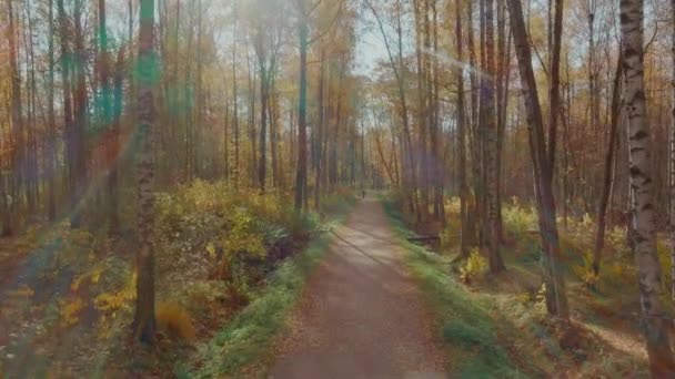 Dron pomalu letí v parku nad pěšinou, zlatý podzim v parku, žluté listí na stromech při západu slunce, dron letí mezi stromy, zlaté koruny stromů — Stock video