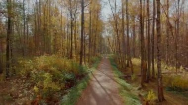 Drone parkın üzerinde yavaşça ilerler, parkta altın sonbahar, günbatımında ağaçlarda sarı yapraklar, ağaçlar arasında uçan drone, altın ağaç taçları