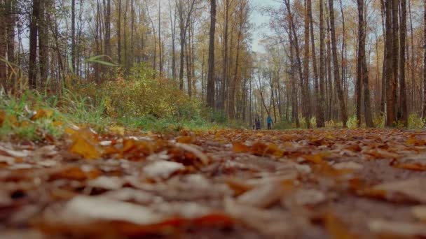 Rosja, Sankt Petersburg, 10 października 2021 r.: Widok na dolny bieg kobiet w jesiennym parku o zachodzie słońca, żółte liście ziemi, spacerowicze — Wideo stockowe