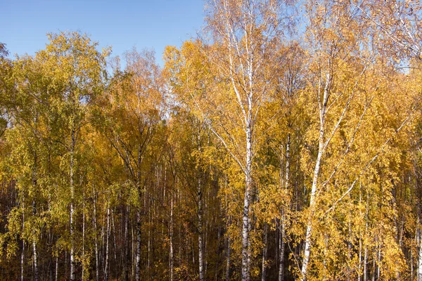 Złota jesień, wierzchołki drzew z lotu ptaka o zachodzie słońca, dron wznosi się nad drzewami, złote korony drzew, ścieżka w lesie — Zdjęcie stockowe