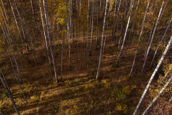 Złota jesień, wierzchołki drzew z lotu ptaka o zachodzie słońca, dron wznosi się nad drzewami, złote korony drzew, ścieżka w lesie — Zdjęcie stockowe