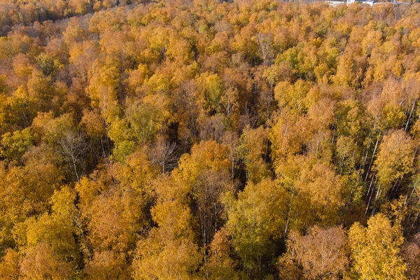 Golden autumn, Treetops from a birds eye view at sunset, the drone rises above the trees, golden tree crowns, a path in the forest — Stock Photo, Image