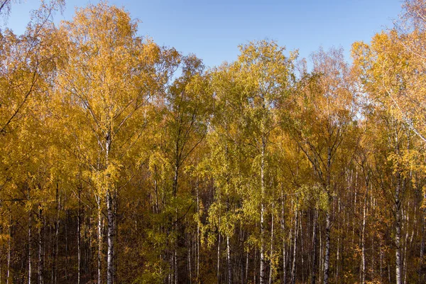 Golden autumn, Treetops from a birds eye view at sunset, the drone rises above the trees, golden tree crowns, a path in the forest Stock Photo