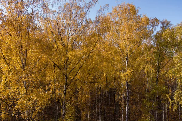 Golden autumn, Treetops from a birds eye view at sunset, the drone rises above the trees, golden tree crowns, a path in the forest Stock Image