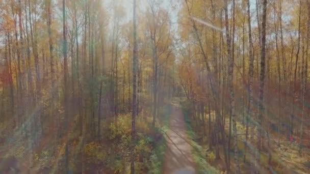 Drönare flyger sakta framåt i parken över stigen, gyllene höst i parken, gula löv på träden vid solnedgången, drönare flyger framåt mellan träden, gyllene trädkronor — Stockvideo