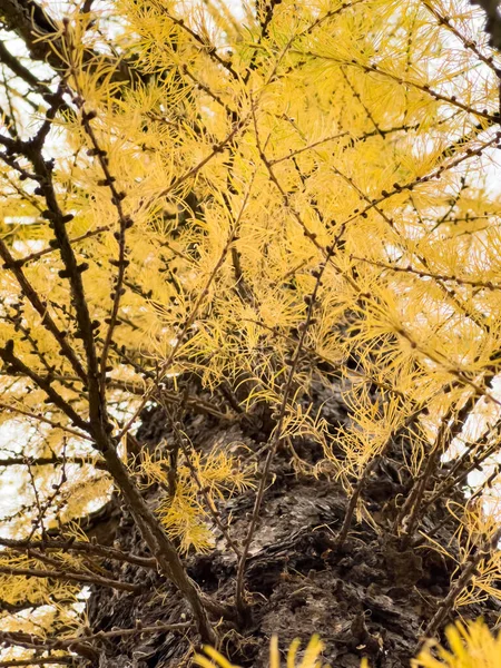 La vista de cerca de las ramas de alerce amarillo sobre el fondo de un parque de otoño, hojas amarillas y ramas de árbol negro —  Fotos de Stock