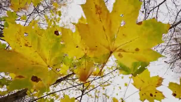 La foglia gialla si dirige sull'albero, vista da vicino, l'autunno è in pieno svolgimento, tronchi d'albero neri — Video Stock
