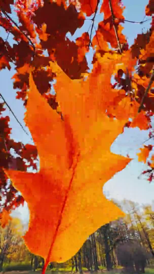 La vue rapprochée d'une feuille orange se dirigeant dans le vent, la feuille brille à travers le soleil, l'automne bat son plein — Video