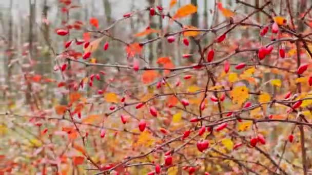 La vue rapprochée des baies rouges de rowan sur les branches sur le fond d'un parc d'automne, des feuilles jaunes et des branches d'arbres noirs — Video