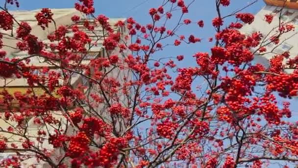 A visão de close-up de bagas vermelhas rowan em ramos contra o fundo de um parque de outono, folhas amarelas e galhos de árvore preta — Vídeo de Stock