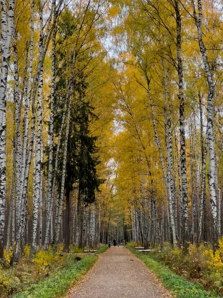 Ścieżka w jesiennym parku, żółte liście na drzewach i na ziemi, długie cienie drzew, chodzący ludzie, promienie słońca, — Zdjęcie stockowe