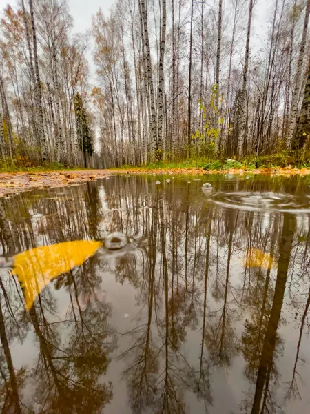 Basen w jesiennym parku, żółte liście na drzewach i na ziemi, nagie drzewa, chodzący ludzie, deszczowa pogoda — Zdjęcie stockowe
