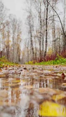 Sonbahar parkındaki havuz, ağaçlarda ve yerde sarı yapraklar, çıplak ağaçlar, yürüyen insanlar, yağmurlu hava.