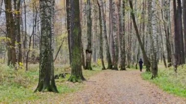 Sonbahar parkındaki patika, ağaçlarda ve yerde sarı yapraklar, ağaçların uzun gölgeleri, yürüyen insanlar, güneş ışınları.,