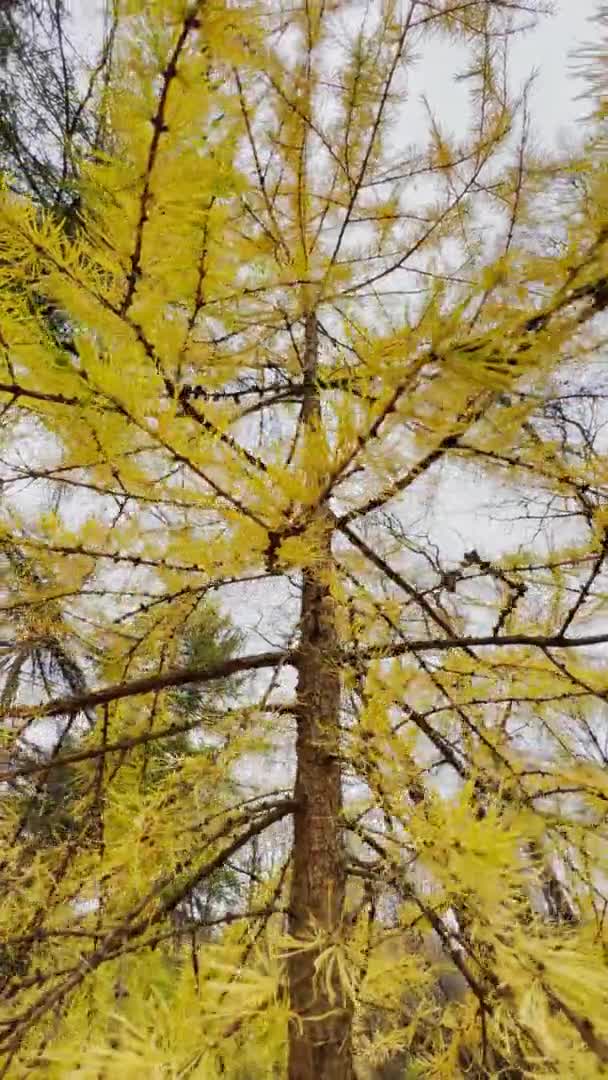 Närbild av gula lärkkvistar mot bakgrund av en höstpark, gula löv och svarta trädgrenar — Stockvideo