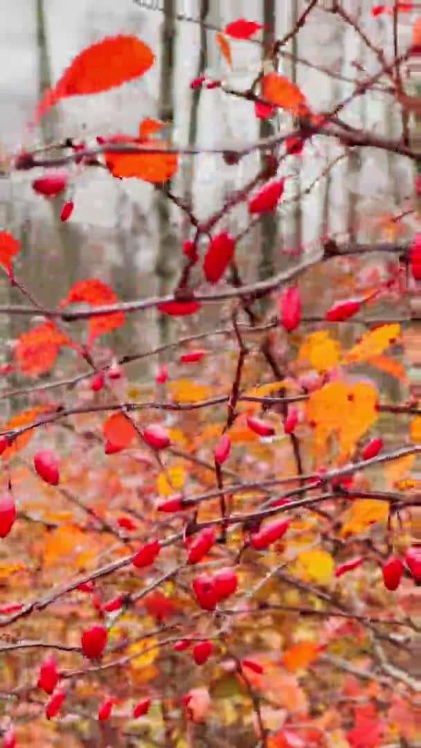 La vista de cerca de las bayas de serbal rojo en las ramas sobre el fondo de un parque de otoño, hojas amarillas y ramas de árbol negro — Vídeo de stock