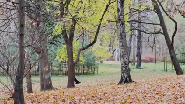 Rusya, St.Petersburg, 31 Ekim 2021: Sonbahar parkı, salıncakta sallanan gençler, ağaçlarda ve yerde yürüyen insanlar — Stok video