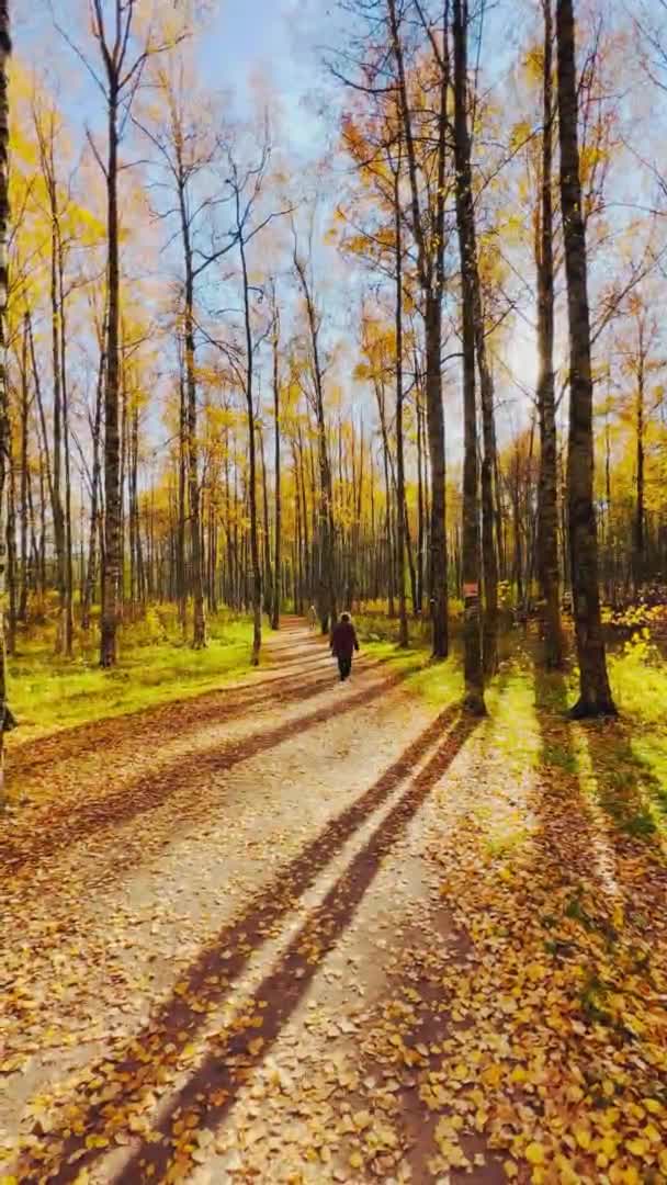 Le sentier dans le parc d'automne, feuilles jaunes sur les arbres et sur le sol, longues ombres d'arbres, randonneurs, rayons de soleil du soleil, — Video