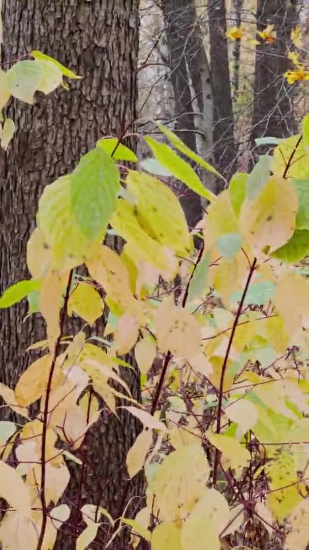 The yellow leaves heading on the tree, close-up view, autumn is in full swing, black tree trunks — Stock Video