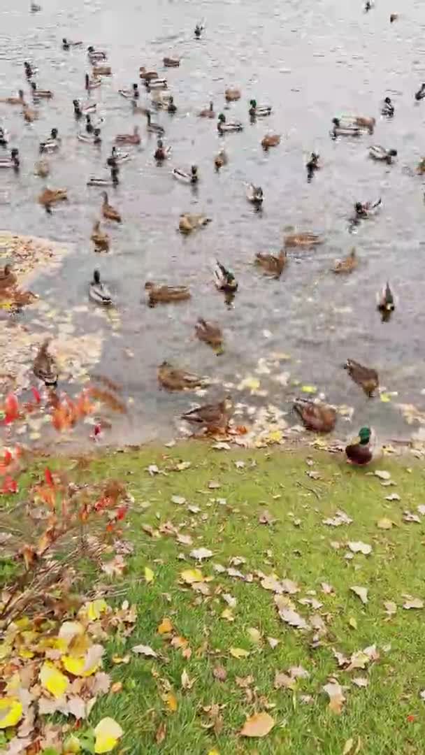 Kachny plavou v jezírku podzimního parku — Stock video
