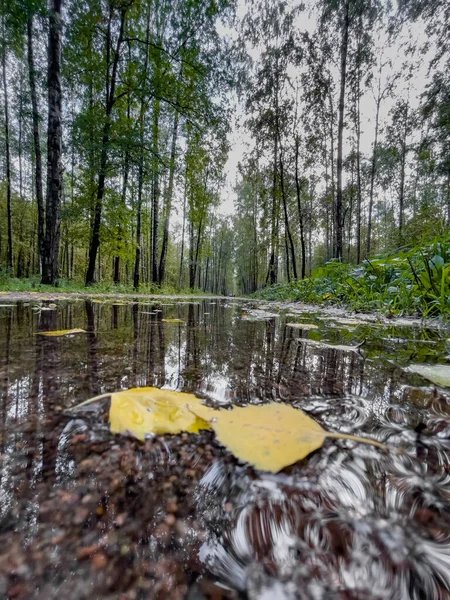 A medence az őszi parkban, sárga levelek a fákon és a földön, meztelen fák, sétáló emberek, esős idő — Stock Fotó