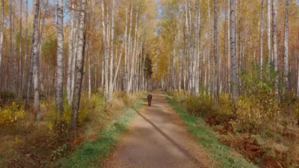 Złota jesień, wierzchołki drzew z lotu ptaka o zachodzie słońca, dron wznosi się nad drzewami, złote korony drzew, ścieżka w lesie — Wideo stockowe