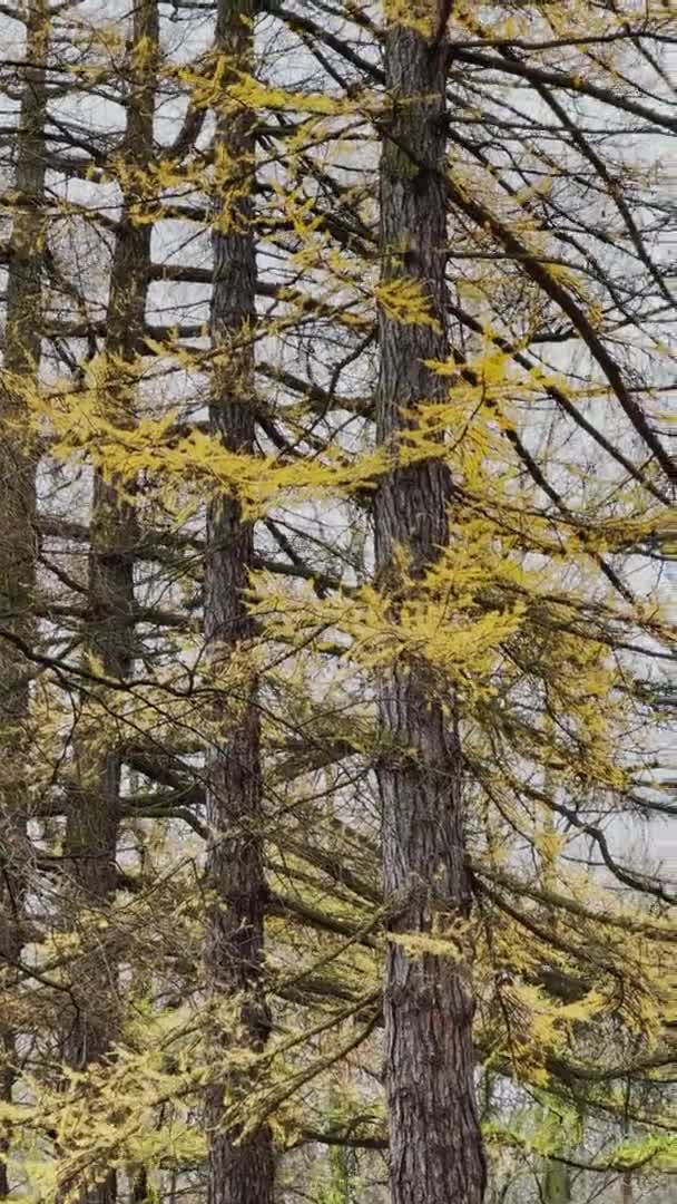 La vista de cerca de las ramas de alerce amarillo sobre el fondo de un parque de otoño, hojas amarillas y ramas de árbol negro — Vídeos de Stock