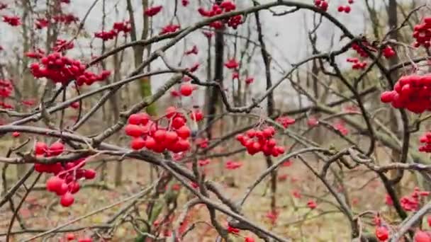 The close-up view of red rowan berries on branches against the background of an autumn park, yellow leaves and black tree branches — Stock Video