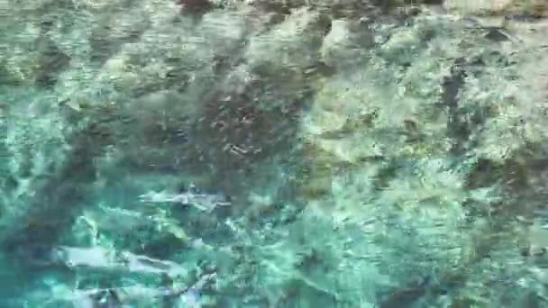 Increíblemente hermosa agua azul y muchos peces pequeños, el reflejo del cielo en el agua, el fondo rocoso del mar, el clima soleado — Vídeos de Stock