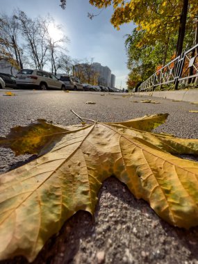Sarı yaprak yeşil çimlerin üzerinde uzanıyor, yakın görüş, sonbahar tam salıncakta, siyah ağaç gövdeleri, güneş ışınları