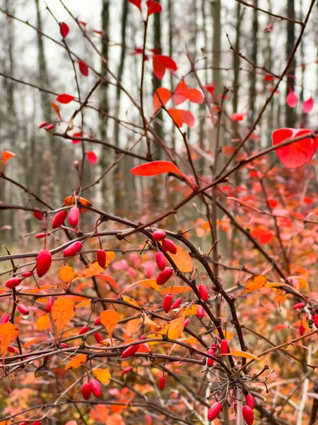 가을 공원, 노란색 나뭇잎, 검은 나무 가지를 배경으로 가지에 있는 붉은 장미 열매의 근접 사진 — 스톡 사진