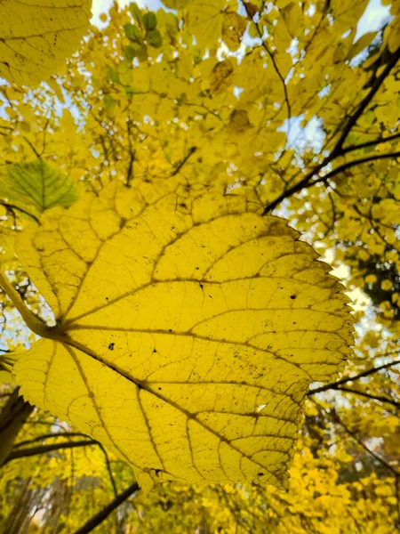 La feuille jaune se dirige sur l'arbre, vue rapprochée, l'automne bat son plein, troncs d'arbres noirs — Photo