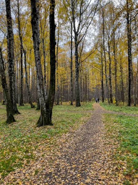 Ścieżka w jesiennym parku, żółte liście na drzewach i na ziemi, długie cienie drzew, chodzący ludzie, promienie słońca, — Zdjęcie stockowe