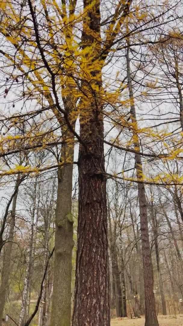 La vista de cerca de las ramas de alerce amarillo sobre el fondo de un parque de otoño, hojas amarillas y ramas de árbol negro — Vídeos de Stock