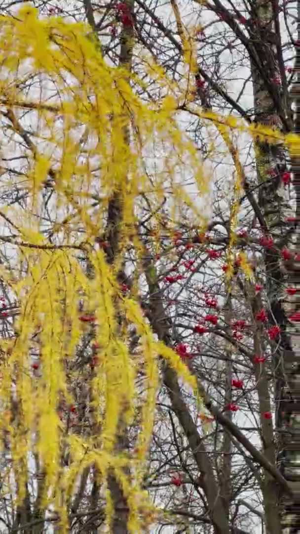 Widok z bliska żółtych gałęzi modrzewia na tle jesiennego parku, żółtych liści i czarnych gałęzi drzew — Wideo stockowe
