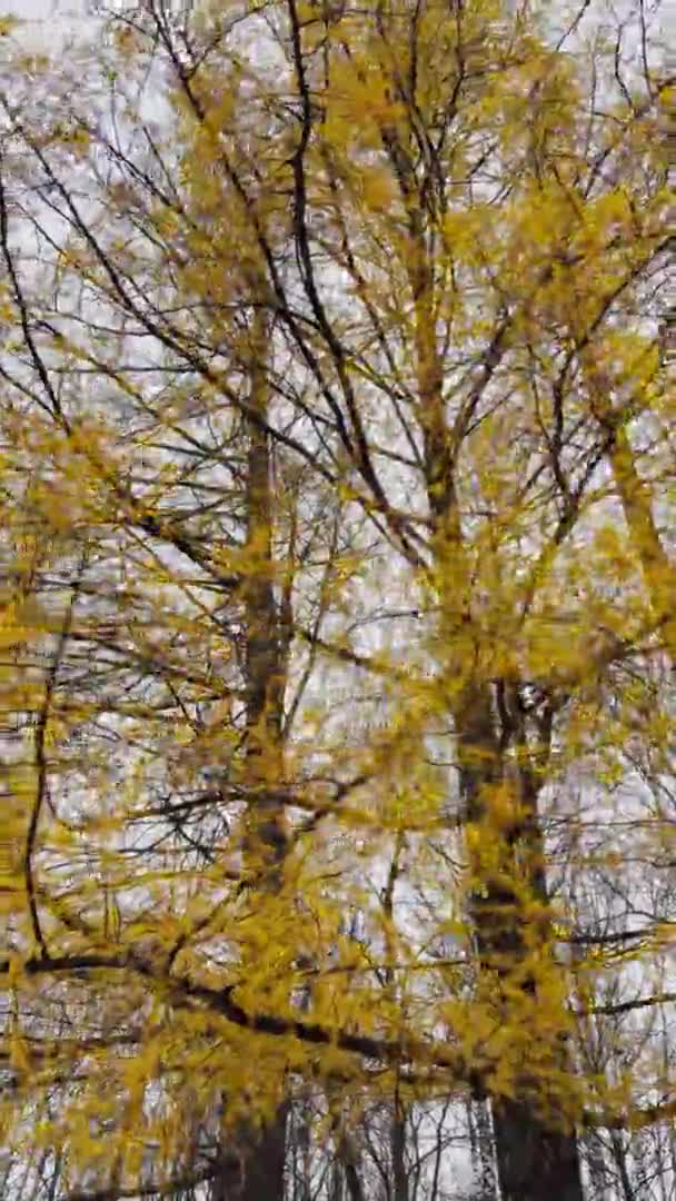 La vue rapprochée des branches de mélèze jaune sur le fond d'un parc d'automne, des feuilles jaunes et des branches d'arbres noirs — Video