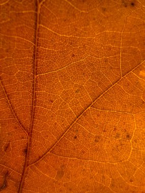 Kırmızı bir yaprağın makro görüntüsü, güneş yaprakları parıldıyor, sonbahar tam gaz devam ediyor.
