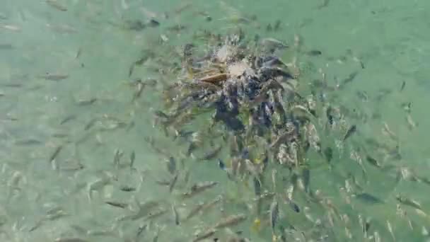 Incrivelmente bela água verde e muitos peixes pequenos, peixes comem pão, o reflexo do céu na água, o fundo rochoso do mar, tempo ensolarado — Vídeo de Stock