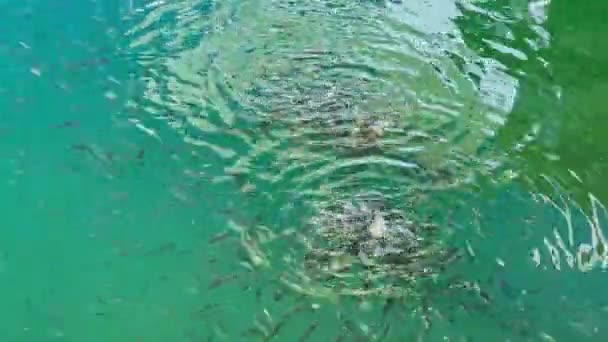 信じられないほど美しい緑の水と多くの小さな魚、魚、パンを食べると、水の上に空の反射、海の岩の底、晴れた日 — ストック動画