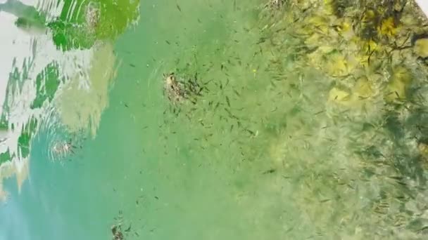 Las imágenes verticales de Increíblemente hermosa agua verde y muchos peces pequeños, peces comen pan, el reflejo del cielo en el agua, el fondo rocoso del mar, el clima soleado — Vídeo de stock