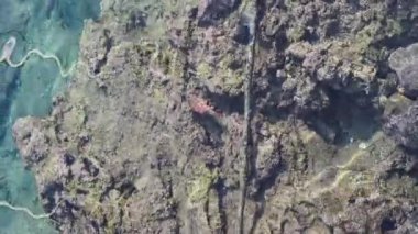 İnanılmaz güzellikteki körfezin kayalık kıyılarında bir sürü küçük balık, güneşin sudaki yansıması, masmavi su, güneşli hava.