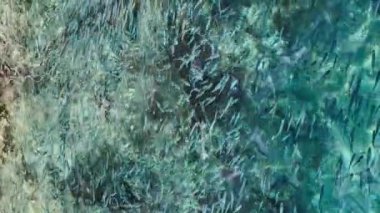 İnanılmaz güzel gök mavisi su ve bir sürü küçük balık, sudaki yelkenlinin mecburiyetinin yansıması, güneşli hava